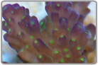 TriColor Acro Coral - Cultured